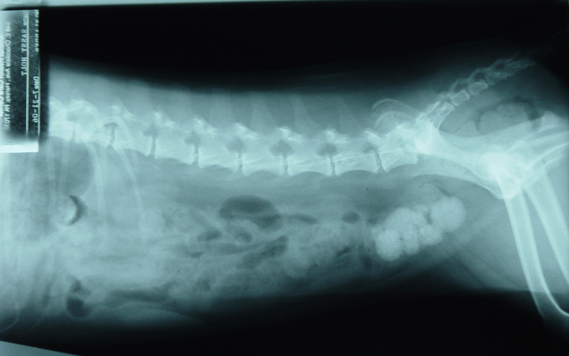 Рентген уролитиаз собаки