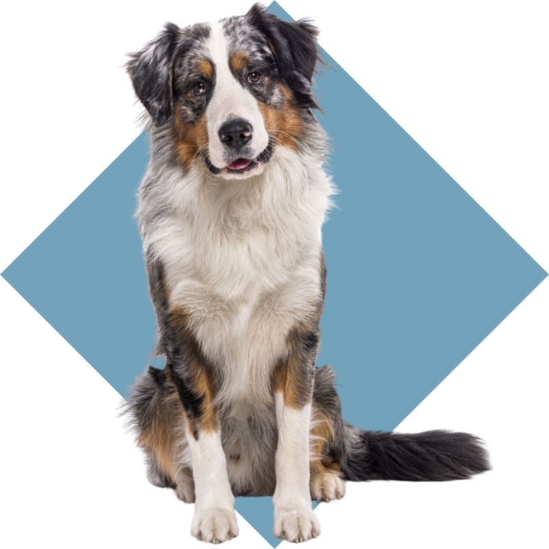 A cute dog sitting against a blue square background