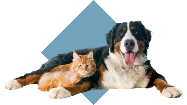 Bernese Mountain Dog and Cat with blue background