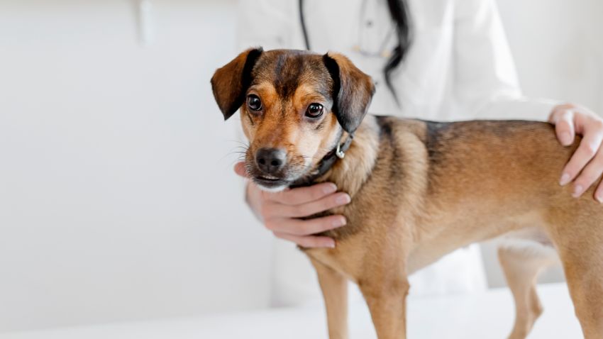 a vet carefully examining a dog