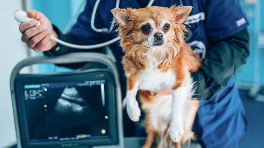 a dog getting an echocardiogram