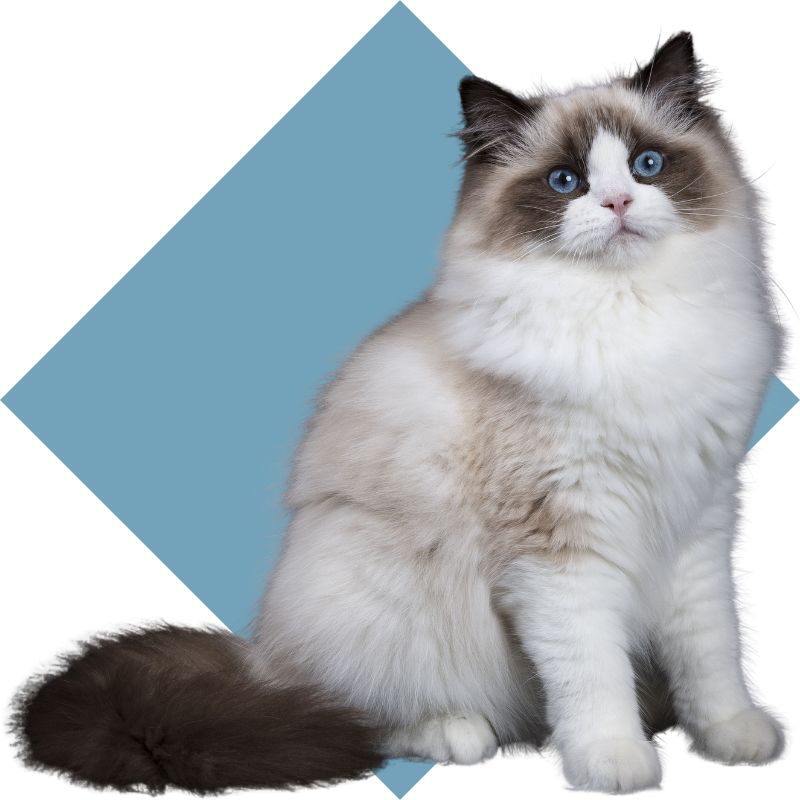 a cute ragdoll cat sitting against a blue square