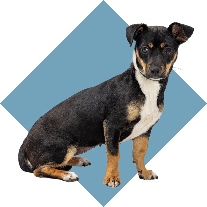 a dog sitting against a blue square background