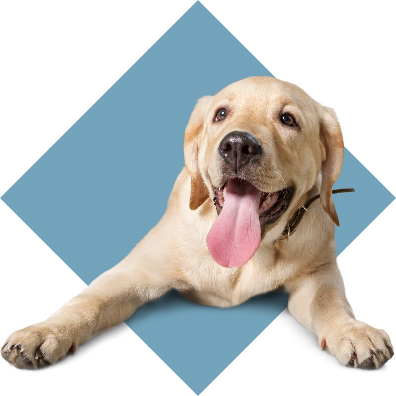 a dog with open mouth sitting against a blue square background