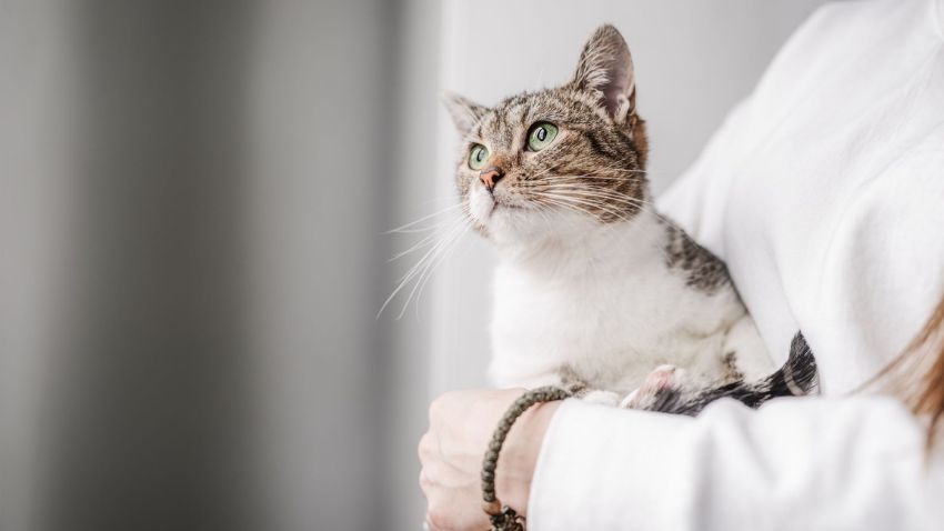 a vet holding a cat 