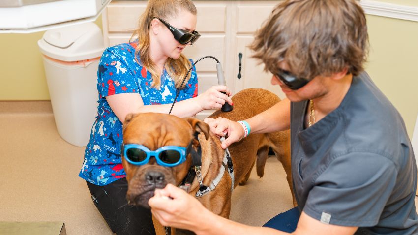 Dog in sunglasses receiving laser therapy from veterinary staff