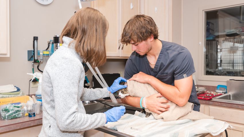 veterinarian examining a cat