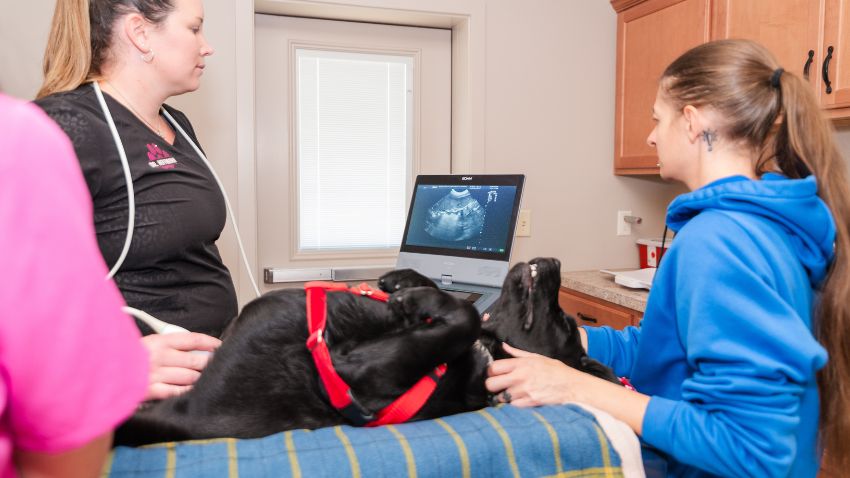 veterinary staff giving a dog an ultrasound